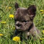 Assol-female-french-bulldog-puppy-for-sale-1 (5)