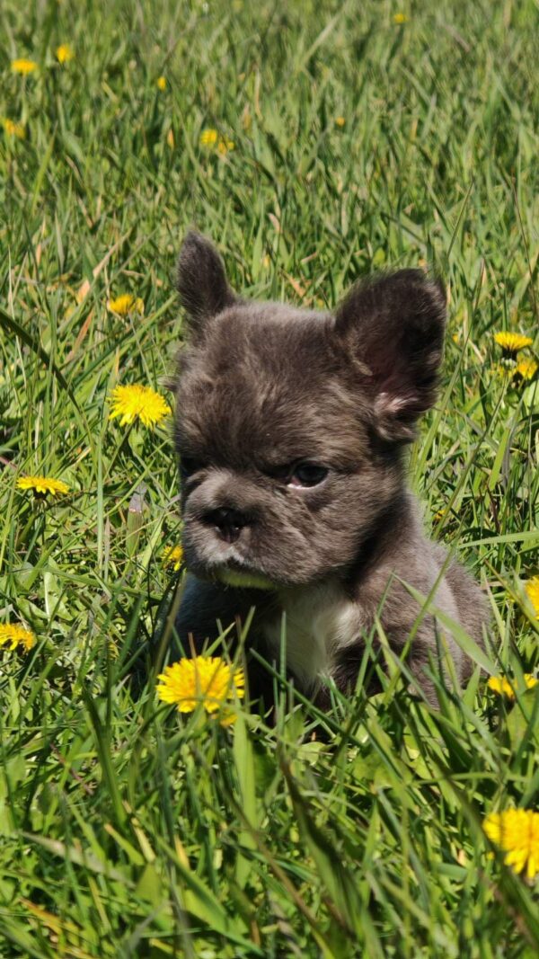 Assol Fluffy French Bulldog Assol Fluffy French Bulldog