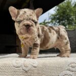 Aurelion-male-French-Bulldog-puppy-for-sale-1