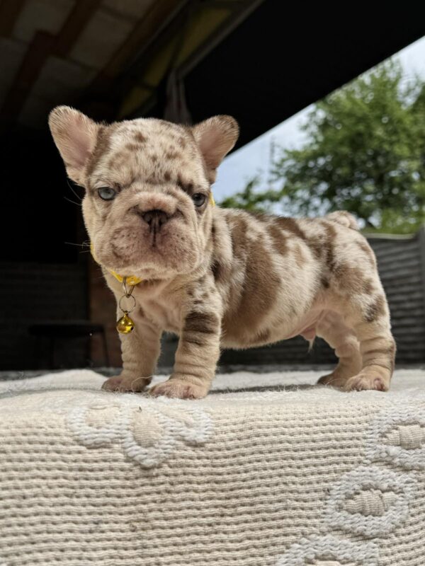 Aurelion Big Rope French Bulldog Aurelion Big Rope French Bulldog