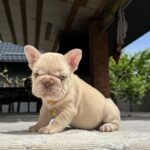 Auron-male-French-Bulldog-puppy-for-sale-1
