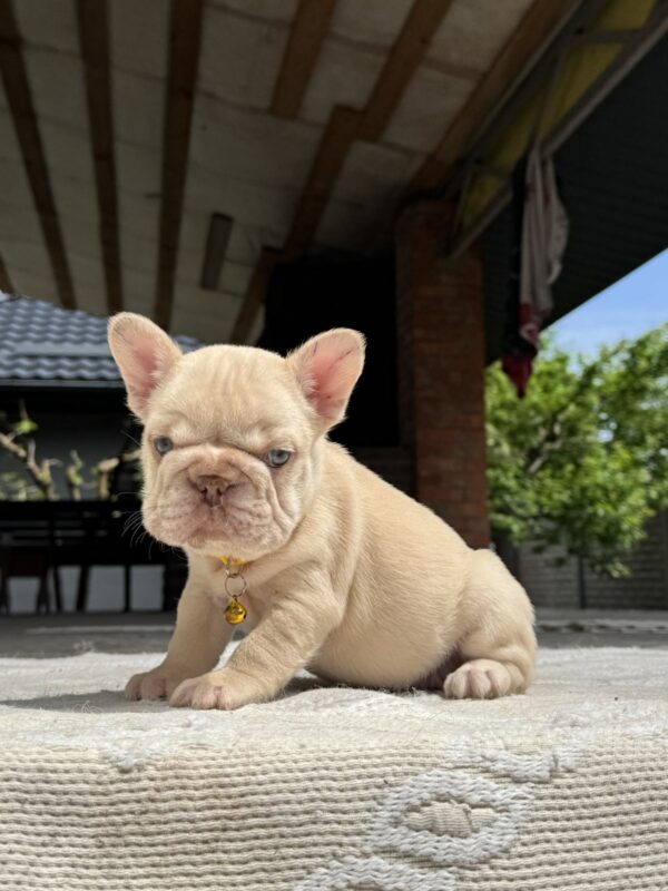 Auron Big Rope French Bulldog Auron Big Rope French Bulldog