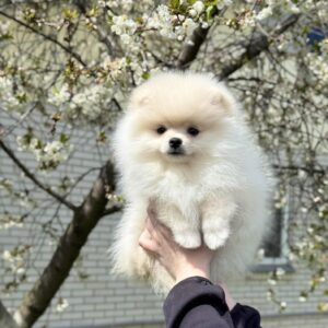 Aylin Pomeranian Aylin Pomeranian