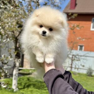 Aylin Pomeranian Aylin Pomeranian