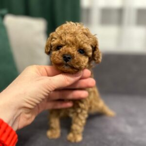 Bachi Toy Poodle Bachi Toy Poodle