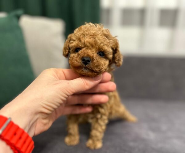 Bachi Toy Poodle Bachi Toy Poodle