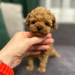 Bachi-male-toy-poodle-puppy-for-sale-1 (2)(1)
