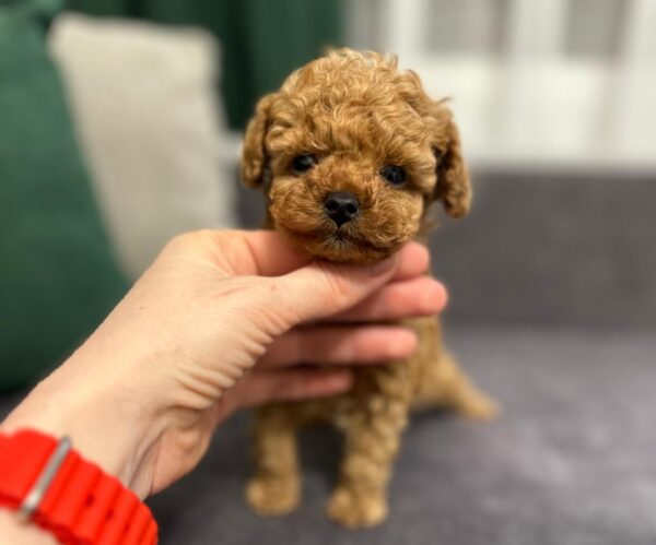 Bachi Toy Poodle Bachi Toy Poodle