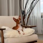 Bambi-male-basenji-puppy-for-sale-1 (1)