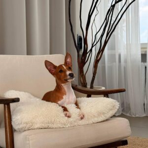 Bambi Basenji Bambi Basenji