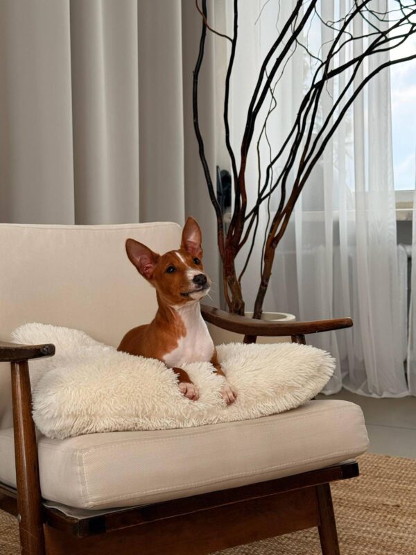 Bambi Basenji Bambi Basenji
