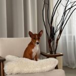 Bambi-male-basenji-puppy-for-sale-1 (2)