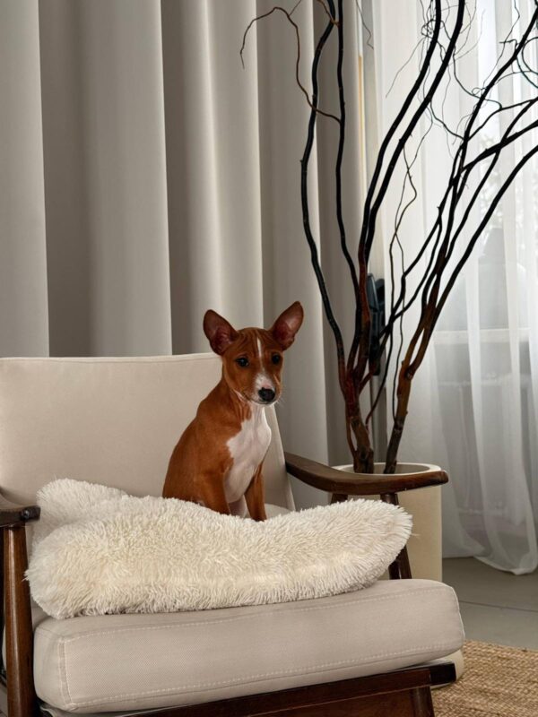 Bambi Basenji Bambi Basenji