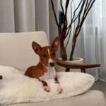 Bambi-male-basenji-puppy-for-sale-1 (3)