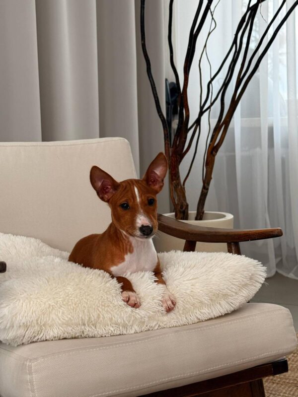 Bambi Basenji Bambi Basenji