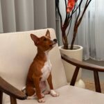 Bambi-male-basenji-puppy-for-sale-1 (4)