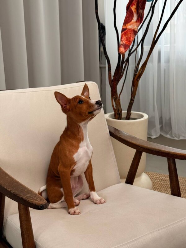 Bambi Basenji Bambi Basenji
