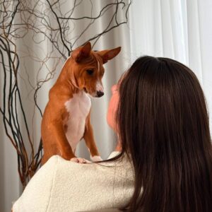 Bambi Basenji Bambi Basenji