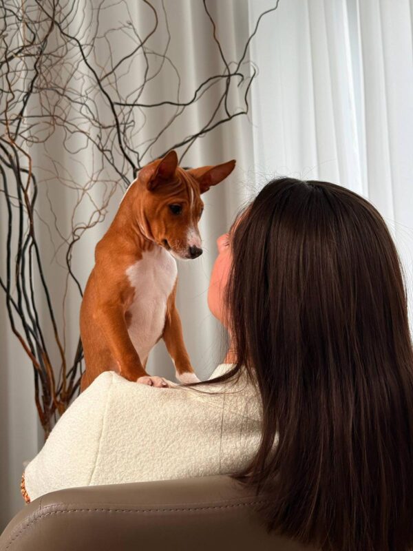 Bambi Basenji Bambi Basenji