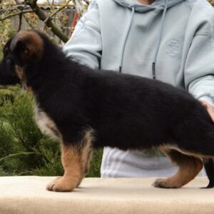 Barco German Shepherd Barco German Shepherd
