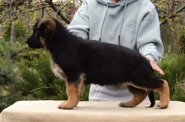 Barco German Shepherd Barco German Shepherd