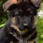 Barco-male-German-shepherd-puppy-for-sale-1 (2)(1)