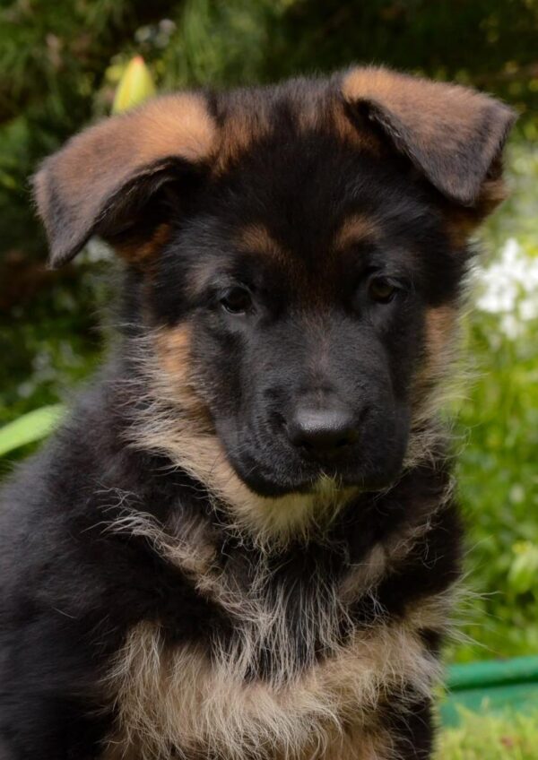 Barco German Shepherd Barco German Shepherd