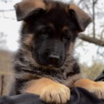Barco-male-German-shepherd-puppy-for-sale-1 (3)