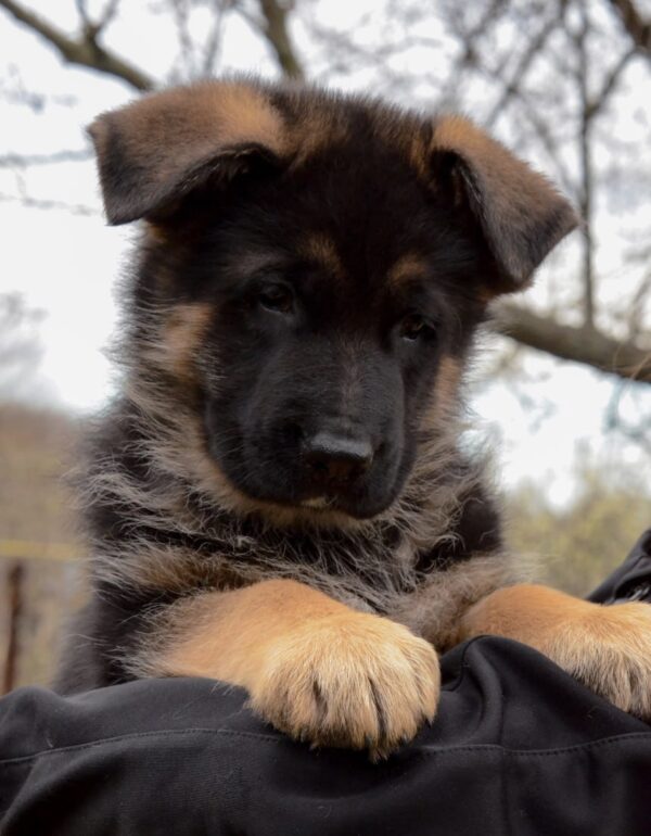 Barco German Shepherd Barco German Shepherd