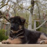 Barco-male-German-shepherd-puppy-for-sale-1 (4)