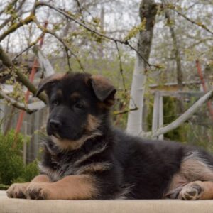 Barco German Shepherd Barco German Shepherd