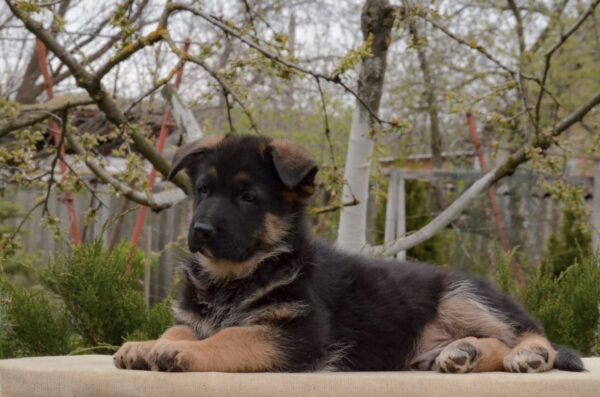 Barco German Shepherd Barco German Shepherd