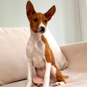 Barkhan Basenji Barkhan Basenji