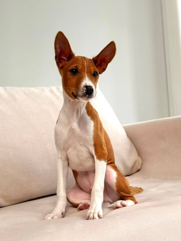 Barkhan Basenji Barkhan Basenji
