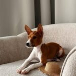 Barkhan-male-basenji-puppy-for-sale-1 (2)