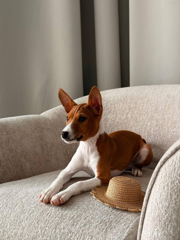 Barkhan Basenji Barkhan Basenji