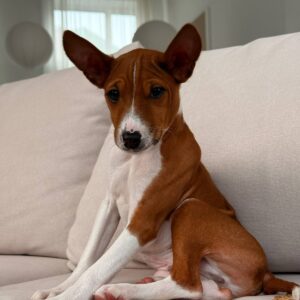 Barkhan Basenji Barkhan Basenji