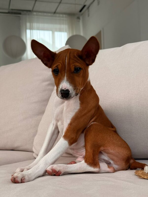 Barkhan Basenji Barkhan Basenji