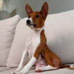 Barkhan-male-basenji-puppy-for-sale-1 (4)