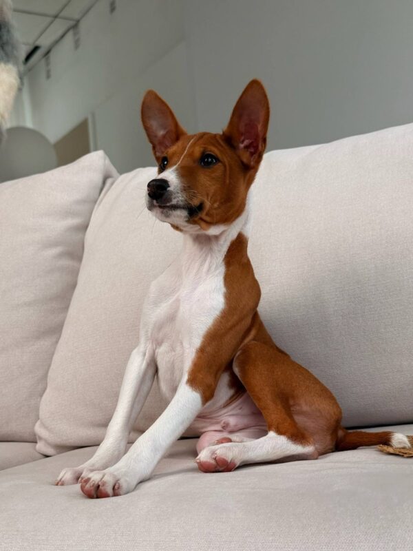 Barkhan Basenji Barkhan Basenji