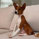 Barkhan-male-basenji-puppy-for-sale-1 (5)