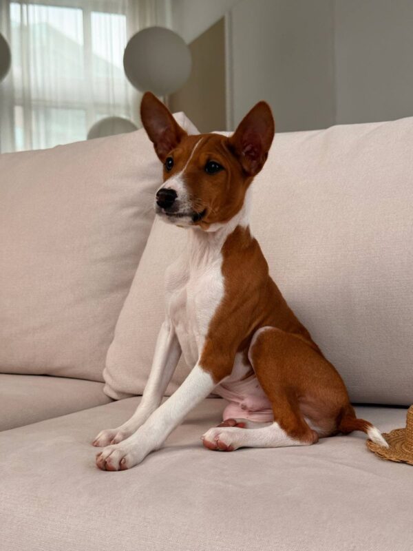 Barkhan Basenji Barkhan Basenji