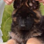 Basta-female-German-shepherd-puppy-for-sale-1 (1)