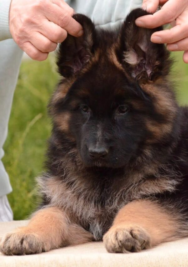 Basta German Shepherd Basta German Shepherd
