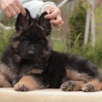 Basta-female-German-shepherd-puppy-for-sale-1 (2)
