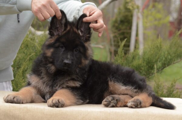 Basta German Shepherd Basta German Shepherd