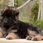Basta-female-German-shepherd-puppy-for-sale-1 (3)