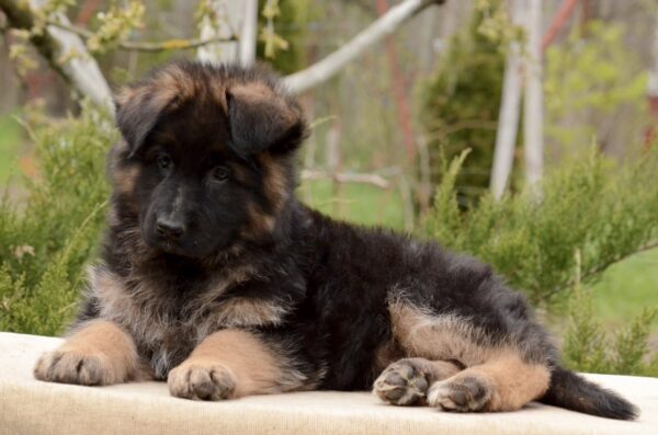 Basta German Shepherd Basta German Shepherd