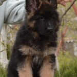 Basta-female-German-shepherd-puppy-for-sale-1 (4)