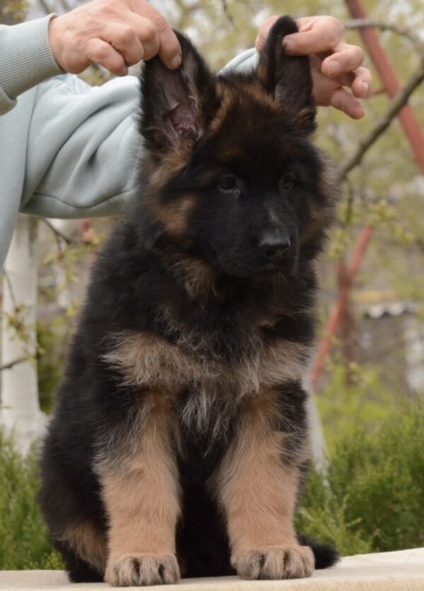 Basta German Shepherd Basta German Shepherd